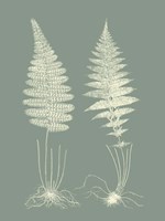 Ferns on Sage VI Fine Art Print
