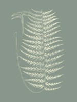 Ferns on Sage VIII Fine Art Print