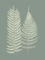 Ferns on Sage IX Fine Art Print