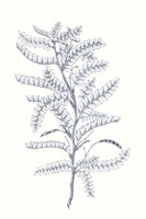 Indigo Botany Study II Fine Art Print