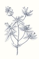Indigo Botany Study III Fine Art Print