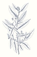 Indigo Botany Study V Fine Art Print