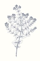 Indigo Botany Study VI Fine Art Print