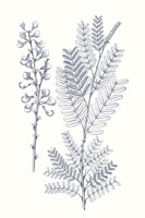 Indigo Botany Study VII Fine Art Print