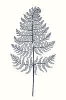 Indigo Botany Study VIII Fine Art Print