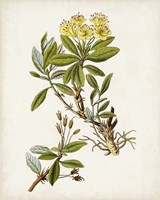 Antique Botanical Study IV Fine Art Print