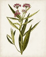 Antique Botanical Study VIII Fine Art Print