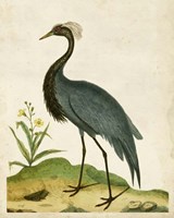 Heron Portrait II Fine Art Print