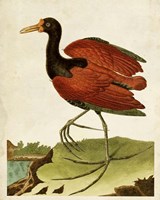 Heron Portrait IV Framed Print