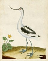 Heron Portrait VIII Fine Art Print