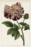 Mauve Botanicals V Fine Art Print