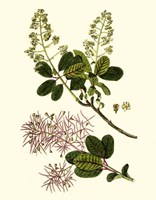 Olive Greenery I Fine Art Print