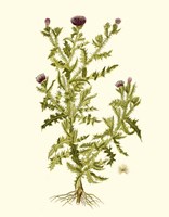 Olive Greenery II Fine Art Print