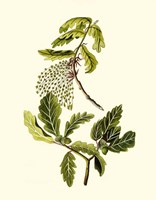Olive Greenery III Fine Art Print