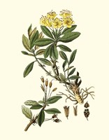 Olive Greenery IV Fine Art Print