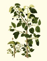 Olive Greenery V Fine Art Print