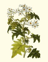 Olive Greenery VI Fine Art Print