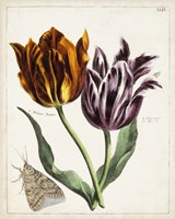 Tulip Classics I Fine Art Print