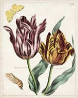 Tulip Classics II Fine Art Print