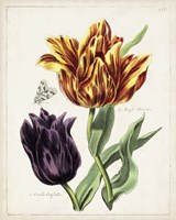 Tulip Classics III Fine Art Print