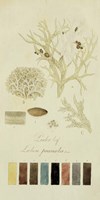 Species of Lichen IV Fine Art Print