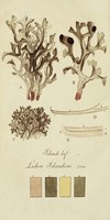 Species of Lichen V Fine Art Print