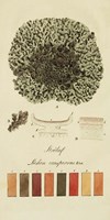Species of Lichen VI Fine Art Print