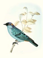 On Perch XII Fine Art Print