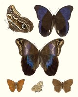 Violet Butterflies IV Fine Art Print