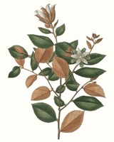 Fall Foliage IX Fine Art Print