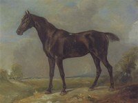Golding Constable's Black Riding-Horse Fine Art Print