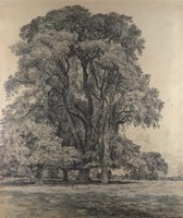 Elm trees in Old Hall Park Fine Art Print