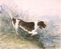 Dog Watching a Rat in the Water Fine Art Print