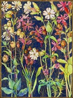 Common Soapwort Wildflower Fine Art Print