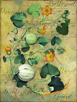 Gourds Fine Art Print