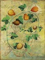 Pumpkins Fine Art Print