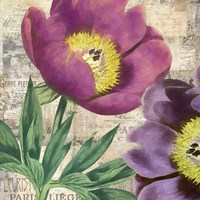 Purple Peonies Fine Art Print