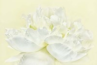 Soft White Peony Fine Art Print