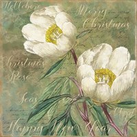 White Christmas Roses Fine Art Print