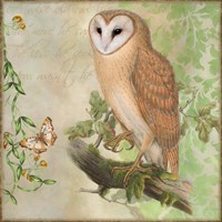 Barn Owl Fine Art Print