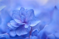 Blue Hydrangea Close Up Fine Art Print