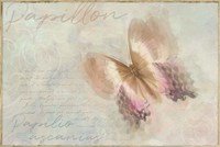 Papillon Butterfly Papilio ascanius Fine Art Print