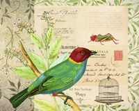 Post Card Birds IV Fine Art Print