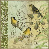 Tree Birds I Siskins Fine Art Print