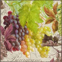 Vintage Fruits II Grapes Framed Print
