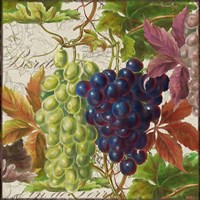 Vintage Fruits III Grapes Fine Art Print