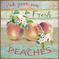 Farmers Market Peaches Fine Art Print