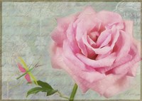Pink Rose With Grasshopper I Fine Art Print