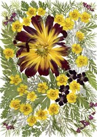 Dried Flowers 7 Fine Art Print