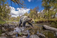 Grizzly Bear Creek Fine Art Print